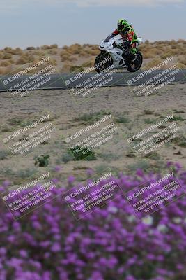 media/Jan-14-2023-SoCal Trackdays (Sat) [[497694156f]]/Turn 14 Exit Bloomig (145pm)/